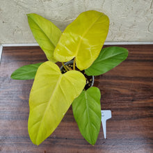 Load image into Gallery viewer, #C Philodendron Golden Erubescens