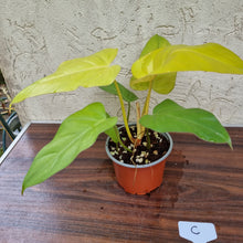 Load image into Gallery viewer, #C Philodendron Golden Erubescens