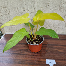 Load image into Gallery viewer, #C Philodendron Golden Erubescens