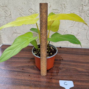 #C Philodendron Golden Erubescens