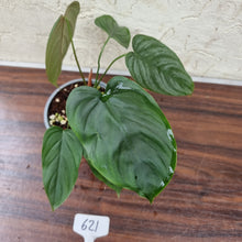 Load image into Gallery viewer, #621 Philodendron Tenue x Plowmanii