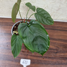 Load image into Gallery viewer, #621 Philodendron Tenue x Plowmanii