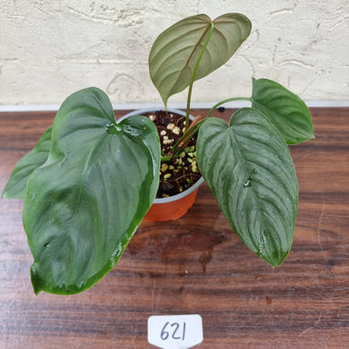 #621 Philodendron Tenue x Plowmanii