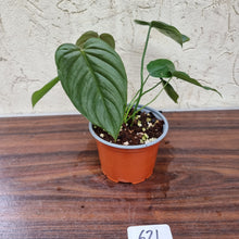 Load image into Gallery viewer, #621 Philodendron Tenue x Plowmanii