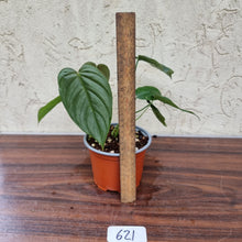 Load image into Gallery viewer, #621 Philodendron Tenue x Plowmanii