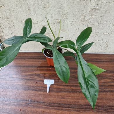 #61 Philodendron 69686 - 'Big Ears'