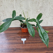 Load image into Gallery viewer, #61 Philodendron 69686 - &#39;Big Ears&#39;