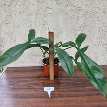 Load image into Gallery viewer, #61 Philodendron 69686 - &#39;Big Ears&#39;