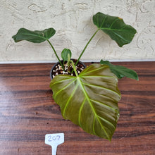 Load image into Gallery viewer, #207 Philodendron Corsinianum / &#39;Bronze Shield&#39;