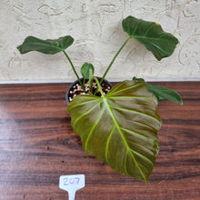 Load image into Gallery viewer, #207 Philodendron Corsinianum / &#39;Bronze Shield&#39;