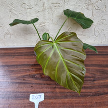 Load image into Gallery viewer, #207 Philodendron Corsinianum / &#39;Bronze Shield&#39;