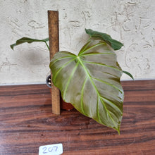 Load image into Gallery viewer, #207 Philodendron Corsinianum / &#39;Bronze Shield&#39;