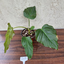 Load image into Gallery viewer, #207 Philodendron Corsinianum / &#39;Bronze Shield&#39;