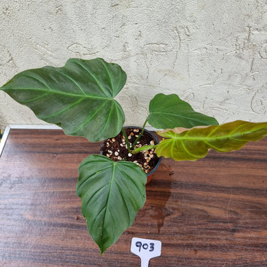 #903 Philodendron Corsinianum / 'Bronze Shield'