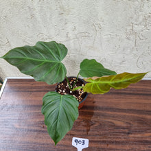 Load image into Gallery viewer, #903 Philodendron Corsinianum / &#39;Bronze Shield&#39;