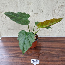Load image into Gallery viewer, #903 Philodendron Corsinianum / &#39;Bronze Shield&#39;