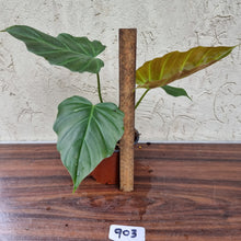 Load image into Gallery viewer, #903 Philodendron Corsinianum / &#39;Bronze Shield&#39;