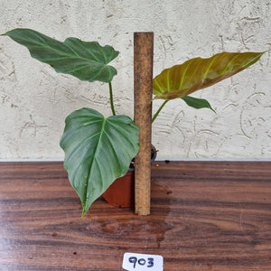 #903 Philodendron Corsinianum / 'Bronze Shield'