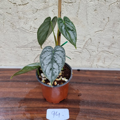 #94 Philodendron Brandtianum