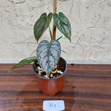 Load image into Gallery viewer, #94 Philodendron Brandtianum