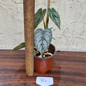 #94 Philodendron Brandtianum
