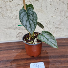 Load image into Gallery viewer, #94 Philodendron Brandtianum
