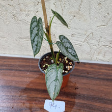 Load image into Gallery viewer, #94 Philodendron Brandtianum