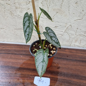 #94 Philodendron Brandtianum
