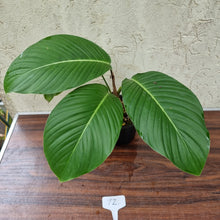 Load image into Gallery viewer, #72 Philodendron Geniculatum