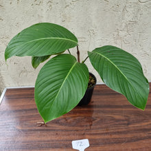 Load image into Gallery viewer, #72 Philodendron Geniculatum
