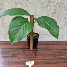 Load image into Gallery viewer, #72 Philodendron Geniculatum