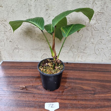 Load image into Gallery viewer, #72 Philodendron Geniculatum