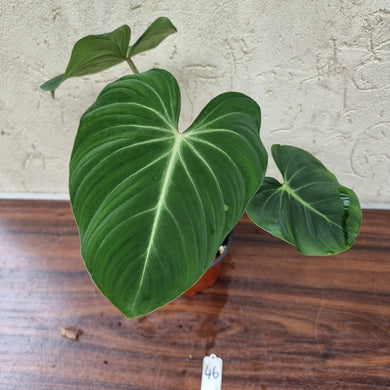 #46 Philodendron Gloriosum