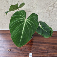 Load image into Gallery viewer, #46 Philodendron Gloriosum