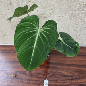 #46 Philodendron Gloriosum