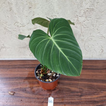 Load image into Gallery viewer, #46 Philodendron Gloriosum