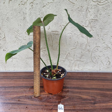Load image into Gallery viewer, #46 Philodendron Gloriosum