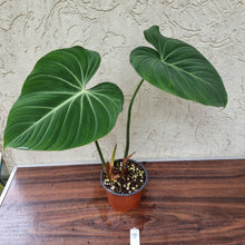 Load image into Gallery viewer, #7 Philodendron Gloriosum