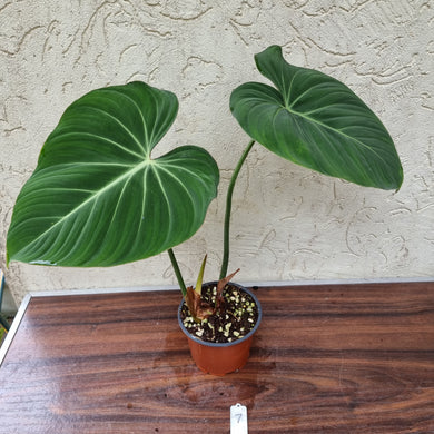 #7 Philodendron Gloriosum