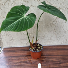 Load image into Gallery viewer, #7 Philodendron Gloriosum