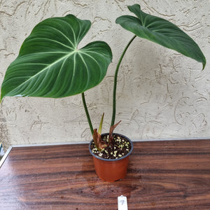 #7 Philodendron Gloriosum