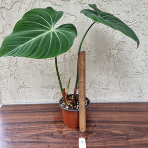 #7 Philodendron Gloriosum