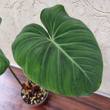 Load image into Gallery viewer, #7 Philodendron Gloriosum