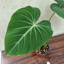 Load image into Gallery viewer, #7 Philodendron Gloriosum