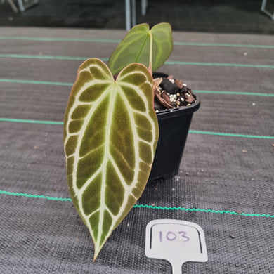 #103 Dark Anthurium Crystallinum x