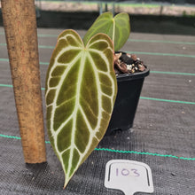 Load image into Gallery viewer, #103 Dark Anthurium Crystallinum x