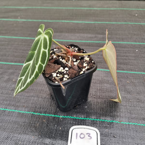 #103 Dark Anthurium Crystallinum x