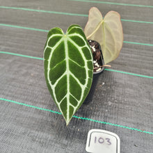 Load image into Gallery viewer, #103 Dark Anthurium Crystallinum x