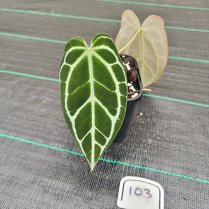 #103 Dark Anthurium Crystallinum x