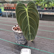 Load image into Gallery viewer, #100 Philodendron Melanochrysum - Rooted tip cutting